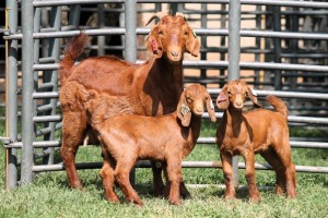 1+2X FLOCK 4-477 KALAHARI REDS EWE TOTALE UITVERKOPING MAGGIESDAL