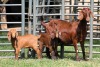 1+2X FLOCK 4-349 KALAHARI REDS EWE TOTALE UITVERKOPING MAGGIESDAL