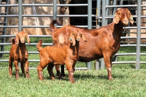 1+2X FLOCK 4-351 KALAHARI REDS EWE TOTALE UITVERKOPING MAGGIESDAL