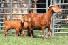 1+2X FLOCK 4-351 KALAHARI REDS EWE TOTALE UITVERKOPING MAGGIESDAL - 2