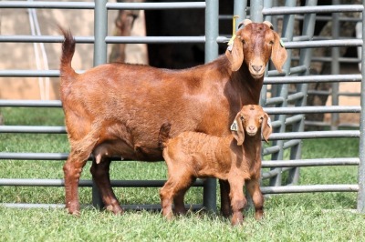 1+1X FLOCK 4-470 KALAHARI REDS EWE TOTALE UITVERKOPING MAGGIESDAL