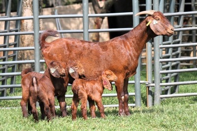 1+3X FLOCK 4-356 KALAHARI REDS EWE TOTALE UITVERKOPING MAGGIESDAL