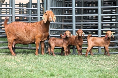 1+3X FLOCK 4-351 KALAHARI REDS EWE TOTALE UITVERKOPING MAGGIESDAL