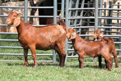 1+2X FLOCK 4-475 KALAHARI REDS EWE TOTALE UITVERKOPING MAGGIESDAL