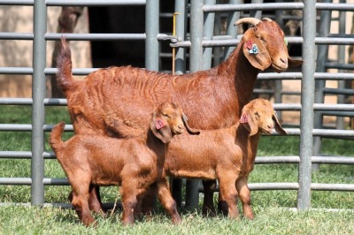 1+2X FLOCK 4-467 KALAHARI REDS EWE TOTALE UITVERKOPING MAGGIESDAL