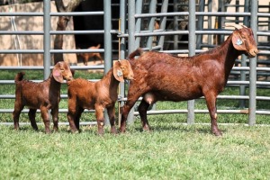 1+2X FLOCK 4-465 KALAHARI REDS EWE TOTALE UITVERKOPING MAGGIESDAL