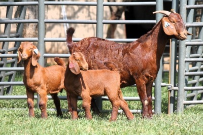 1+2X FLOCK 4-471 KALAHARI REDS EWE TOTALE UITVERKOPING MAGGIESDAL