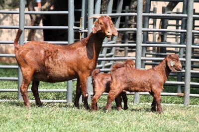 1+1X FLOCK ON TEATS 4-461 KALAHARI REDS EWE TOTALE UITVERKOPING MAGGIESDAL