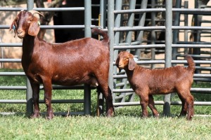 1+1X FLOCK 4-341 KALAHARI REDS EWE TOTALE UITVERKOPING MAGGIESDAL