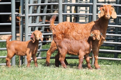 1+2X FLOCK 4-352 KALAHARI REDS EWE TOTALE UITVERKOPING MAGGIESDAL