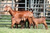 1+2X FLOCK 4461 / FLOCK 4473 KALAHARI REDS EWE TOTALE UITVERKOPING MAGGIESDAL