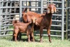 1+2X FLOCK 4461 / FLOCK 4473 KALAHARI REDS EWE TOTALE UITVERKOPING MAGGIESDAL - 2