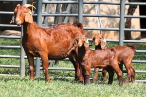 1+2X FLOCK ON TEATS 4-464 KALAHARI REDS EWE TOTALE UITVERKOPING MAGGIESDAL