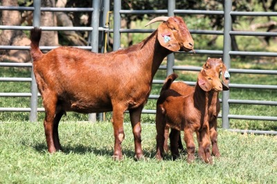 1+2X FLOCK 4-472 KALAHARI REDS EWE TOTALE UITVERKOPING MAGGIESDAL