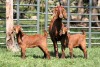 1+2X FLOCK 4-472 KALAHARI REDS EWE TOTALE UITVERKOPING MAGGIESDAL - 2