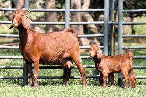 1+2X FLOCK 4-345 KALAHARI REDS EWE TOTALE UITVERKOPING MAGGIESDAL