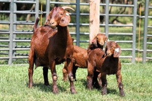 1+2X FLOCK ON COLOR 4-460 KALAHARI REDS EWE TOTALE UITVERKOPING MAGGIESDAL