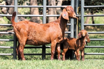 1+2X FLOCK 4-463 KALAHARI REDS EWE TOTALE UITVERKOPING MAGGIESDAL