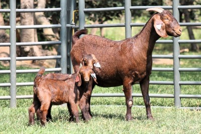 1+2X FLOCK 4-355 KALAHARI REDS EWE TOTALE UITVERKOPING MAGGIESDAL