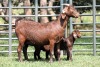 1+2X FLOCK 4-355 KALAHARI REDS EWE TOTALE UITVERKOPING MAGGIESDAL - 2