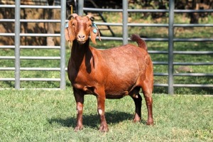 1X PREGNANT STUD 4-090 KALAHARI REDS EWE TOTALE UITVERKOPING MAGGIESDAL