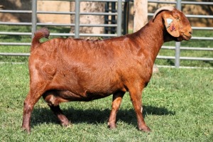 1X PREGNANT STUD 4-056 KALAHARI REDS EWE TOTALE UITVERKOPING MAGGIESDAL