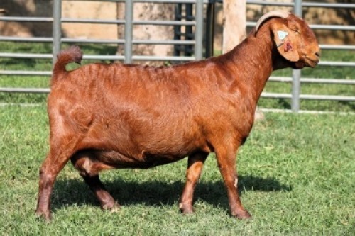 1X PREGNANT STUD 4-056 KALAHARI REDS EWE TOTALE UITVERKOPING MAGGIESDAL