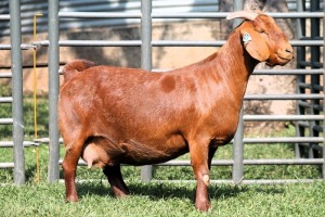 1X PREGNANT STUD 4-061 KALAHARI REDS EWE TOTALE UITVERKOPING MAGGIESDAL