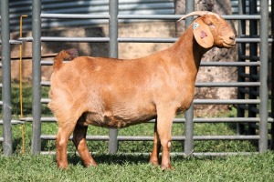 1X PREGNANT STUD 4-058 KALAHARI REDS EWE TOTALE UITVERKOPING MAGGIESDAL