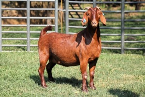 1X PREGNANT STUD 4-059 KALAHARI REDS EWE TOTALE UITVERKOPING MAGGIESDAL