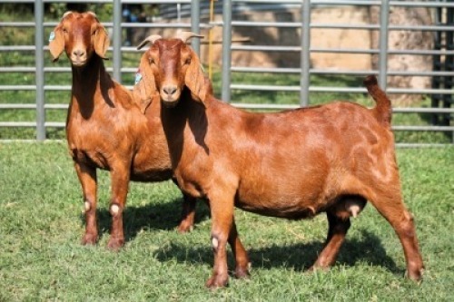 2X PREGNANT FLOCK 4449 / FLOCK 4336 KALAHARI REDS EWE TOTALE UITVERKOPING MAGGIESDAL