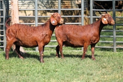 2X PREGNANT FLOCK 4-447 / FLOCK 4338 KALAHARI REDS EWE TOTALE UITVERKOPING MAGGIESDAL