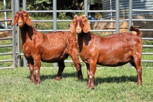 2X PREGNANT FLOCK 4-448 / FLOCK ON TEATS 4444 KALAHARI REDS EWE TOTALE UITVERKOPING MAGGIESDAL