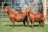 2X PREGNANT FLOCK 4-448 / FLOCK ON TEATS 4444 KALAHARI REDS EWE TOTALE UITVERKOPING MAGGIESDAL - 2