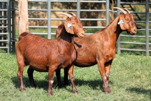 2X PREGNANT FLOCK 4446 / FLOCK 4-340 KALAHARI REDS EWE TOTALE UITVERKOPING MAGGIESDAL