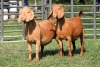 2X PREGNANT FLOCK 4-441 / FLOCK 4451 KALAHARI REDS EWE TOTALE UITVERKOPING MAGGIESDAL