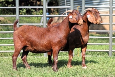 2X PREGNANT FLOCK ON COLOR 4334 / FLOCK 4445 KALAHARI REDS EWE TOTALE UITVERKOPING MAGGIESDAL