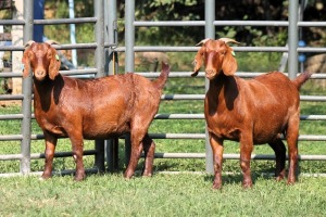 2X PREGNANT FLOCK 4-450 / FLOCK 4-454 KALAHARI REDS EWE TOTALE UITVERKOPING MAGGIESDAL