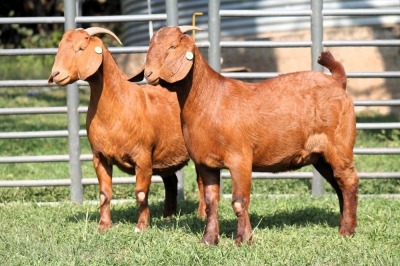 1X PREGNANT FLOCK 4-339 / LAMB NOT UNDER THE HOSPICE ASSOSIATION KALAHARI REDS EWE TOTALE UITVERKOPING MAGGIESDAL