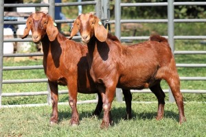 2X PREGNANT FLOCK 4-335 / FLOCK 4442 KALAHARI REDS EWE TOTALE UITVERKOPING MAGGIESDAL