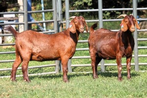 2X PREGNANT FLOCK 4-455 / FLOCK 4-453 KALAHARI REDS EWE TOTALE UITVERKOPING MAGGIESDAL