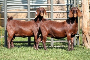 2X STUD 42185 / STUD 42189 KALAHARI REDS EWE TOTALE UITVERKOPING MAGGIESDAL