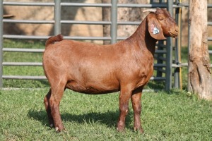 1X STUD 4-052 KALAHARI REDS EWE TOTALE UITVERKOPING MAGGIESDAL