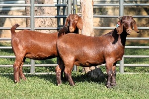 2X STUD 42184 KALAHARI REDS EWE TOTALE UITVERKOPING MAGGIESDAL