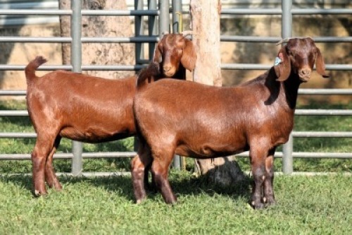 2X STUD 42184 KALAHARI REDS EWE TOTALE UITVERKOPING MAGGIESDAL