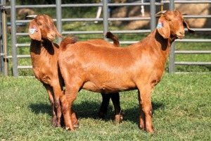 2X KALAHARI REDS EWE TOTALE UITVERKOPING MAGGIESDAL