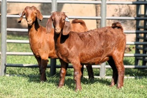 2X KALAHARI REDS EWE TOTALE UITVERKOPING MAGGIESDAL