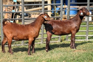 2X FLOCK 42385 / FLOCK 42389 KALAHARI REDS EWE TOTALE UITVERKOPING MAGGIESDAL