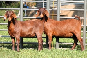 2X FLOCK 42384 / STUD 42192 KALAHARI REDS EWE TOTALE UITVERKOPING MAGGIESDAL