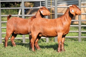 2X STUD 42190 / STUD 42193 KALAHARI REDS EWE TOTALE UITVERKOPING MAGGIESDAL